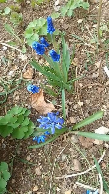 Весенние цветы