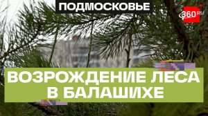 Новая жизнь для леса Балашихи: как он изменился в рамках губернаторской программы