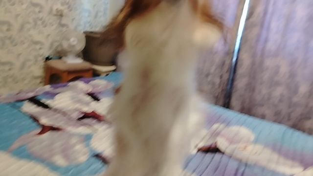 Собачий переполох