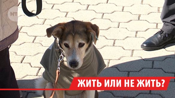 Зоозащитницу задержали во время пикета перед зданием правительства Иркутской области