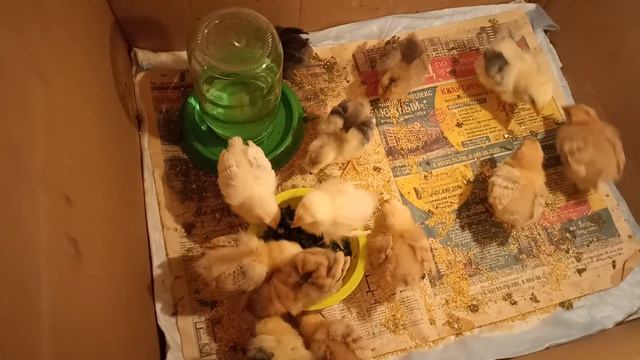 День 10-11. Цыплята кушают одуванчики