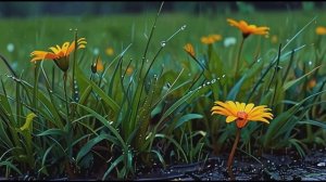 "Запах дождя. Звук дождя для глубокой релаксации."
