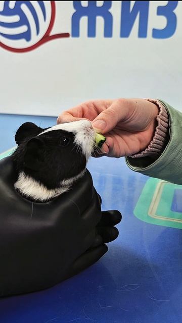 Ветеринар для морских свинок в Калуге. ветеринарная клиника Жизнь.