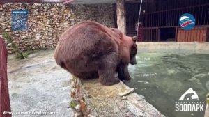 В Челябинской области спасли медведя, прожившего 10 лет в тесной клетке