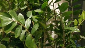 Над рекою туман голубой...