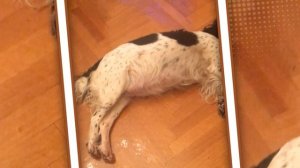 Русский спаниель Лайма