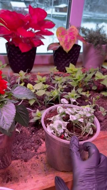 Серебристая Дихондра без нашей помощи не вырастет с такой бородой🤗