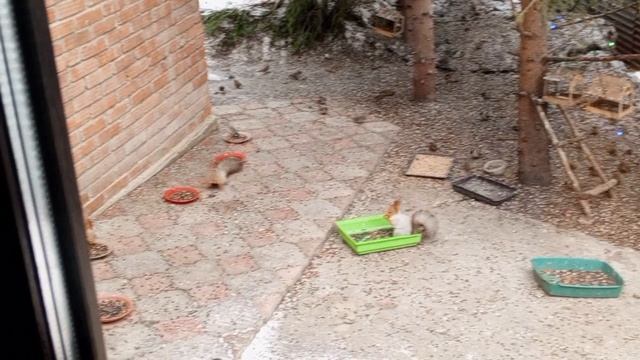 вольные довольные белки