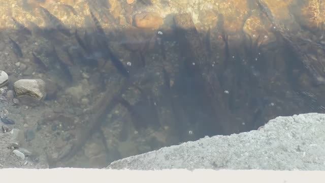 Весенний ход рыбы