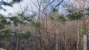 Утро в весеннем лесу