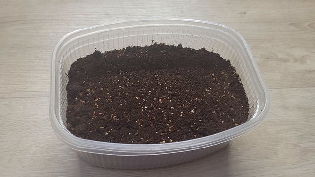 Сею однолетние георгины только так!