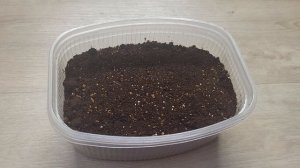 Сею однолетние георгины только так!