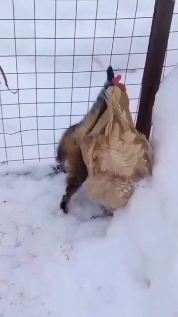 живот приколы #животные #коты #приколы