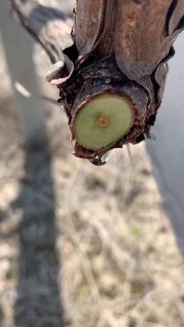 Сокодвижение чинит сосуды!