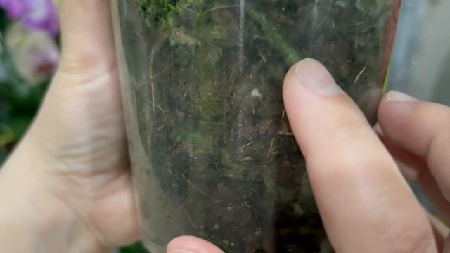 Подарки орхоману на день рождения