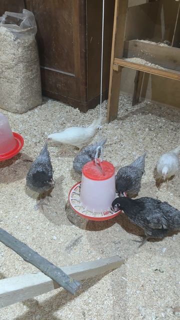 Новые молодки. Вторые сутки