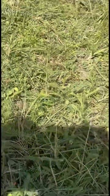 Нашли рыбное место! рыбалка рыбалканакарася отдых природа рыбалкапослекопа карась удочка