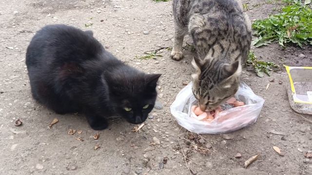 Котики кушают Съели всё!