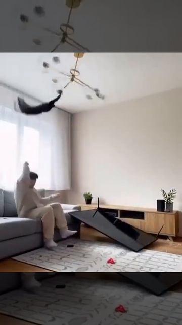 кот с 
ума сошёл