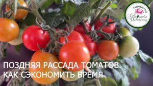 ПОЗДНЯЯ РАССАДА ТОМАТОВ