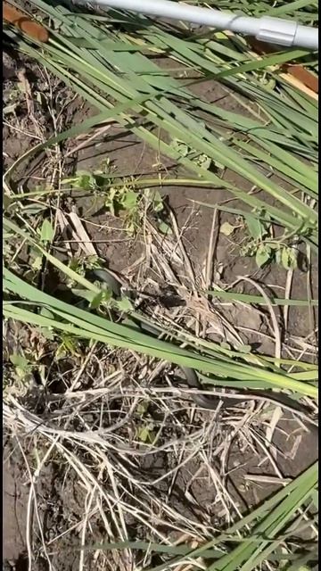 Встреча на рыбалке! #змея #уж #змеяуж #рыбалкаудалась #змейка #рыбалканаудочку #рыбалканакарпа