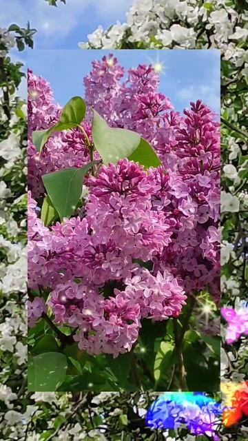 Весеннее цветение!