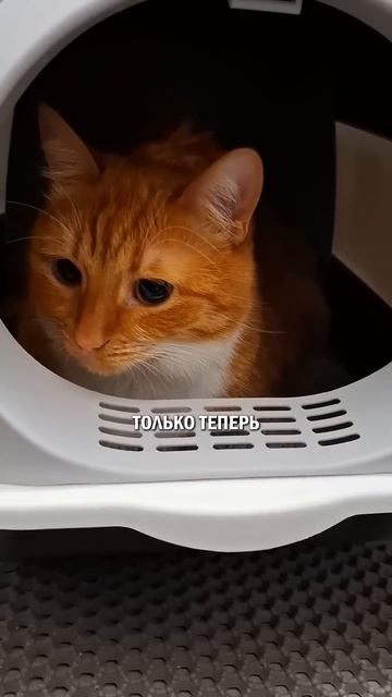 Хотите вернуться в детство? #кот #котик #кошка