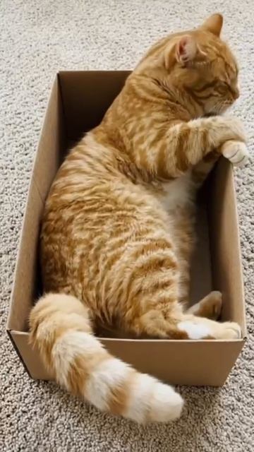 Коробочный ритуал