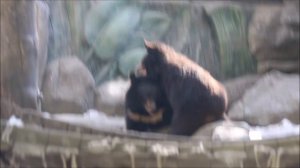 Уссурийские медвежата Фима и Дуся поборолись, в бассейне попили воды и разошлись 14.04.2026