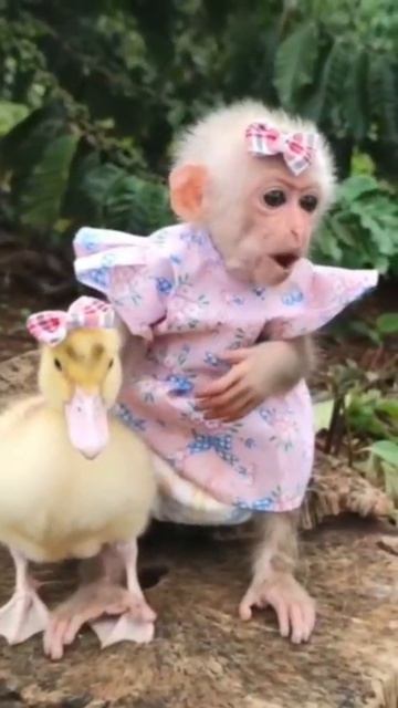 Уточка: я ухожу
Обезьянка: я так не думаю