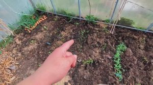 Живу в деревне.Загадочная загадка. Работаю в теплице.