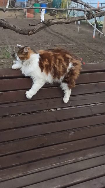 Айза и Муся. Дружба между кошкой и собакой. 😄