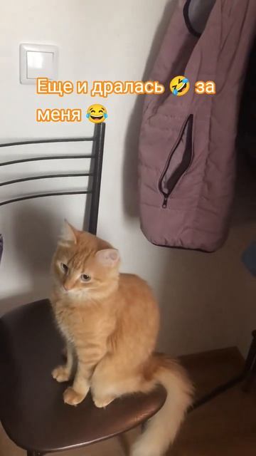 ещё и дралась за меня 😂- не совсем конечно так, но я его вымолила у хозяйки отдать именно мне 🐈🤭#
