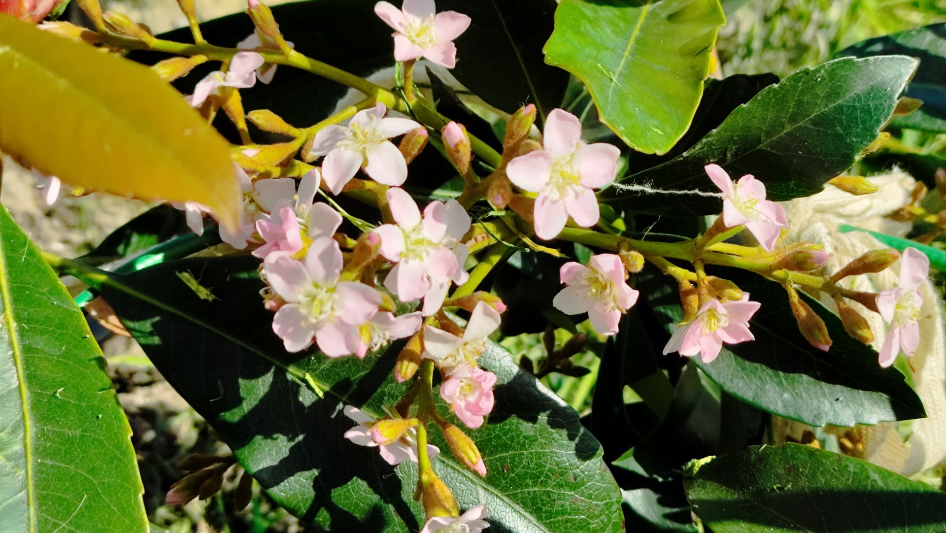 Высаживаю Мушмулу Коппертон в цвету Камелию Кедр Пендула Кипарис Аризонский