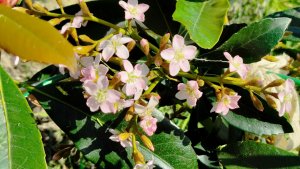 Высаживаю Мушмулу Коппертон в цвету, Камелию, Кедр Пендула, Кипарис Аризонский