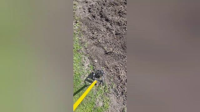 Один день в деревне  сажаем 100.000 деток гладиолусов