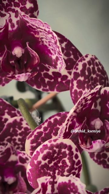 Phal. Lioulin Wild Cat peloric  Красивейшая азиатская орхидея Дикий Кот в мутации бабочка