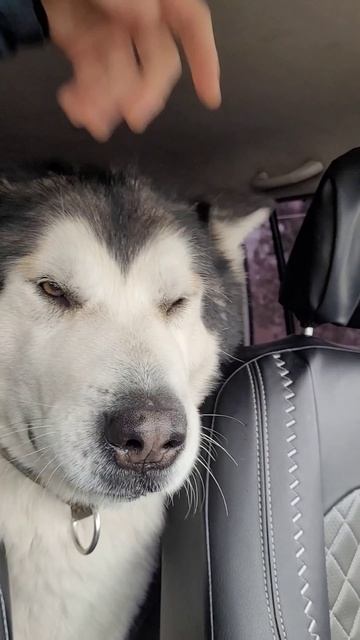 Аляскинский Маламут Юкас