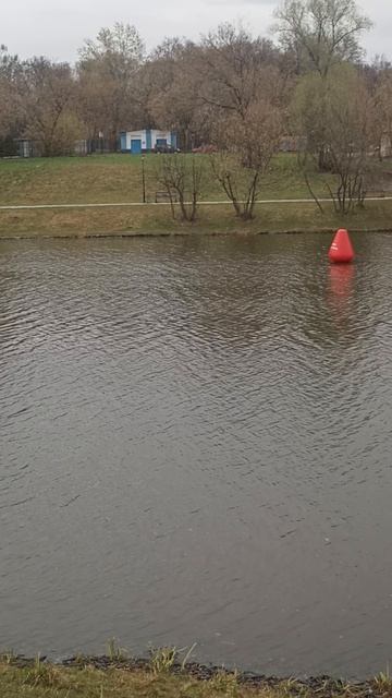 ДЛЯ ЧЕГО ОНИ В ПРУДУ?