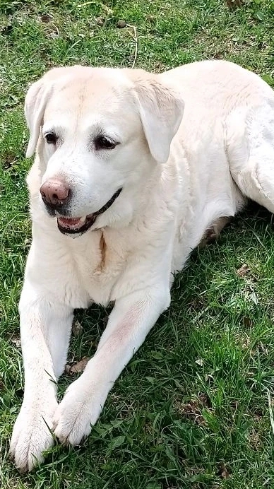 Травка зеленеет