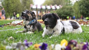 На фестивале «Пасхальный дар» открылась выставка кошек и собак из приютов