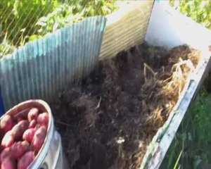 Отличный урожай картофеля в ящике с травой, без земли, копки и ухода! 2 часть