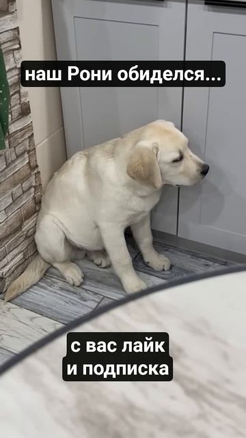 РОНИ ОБИДЕЛСЯлабрадорсобакаживотныеприколыссобаками суперсобака