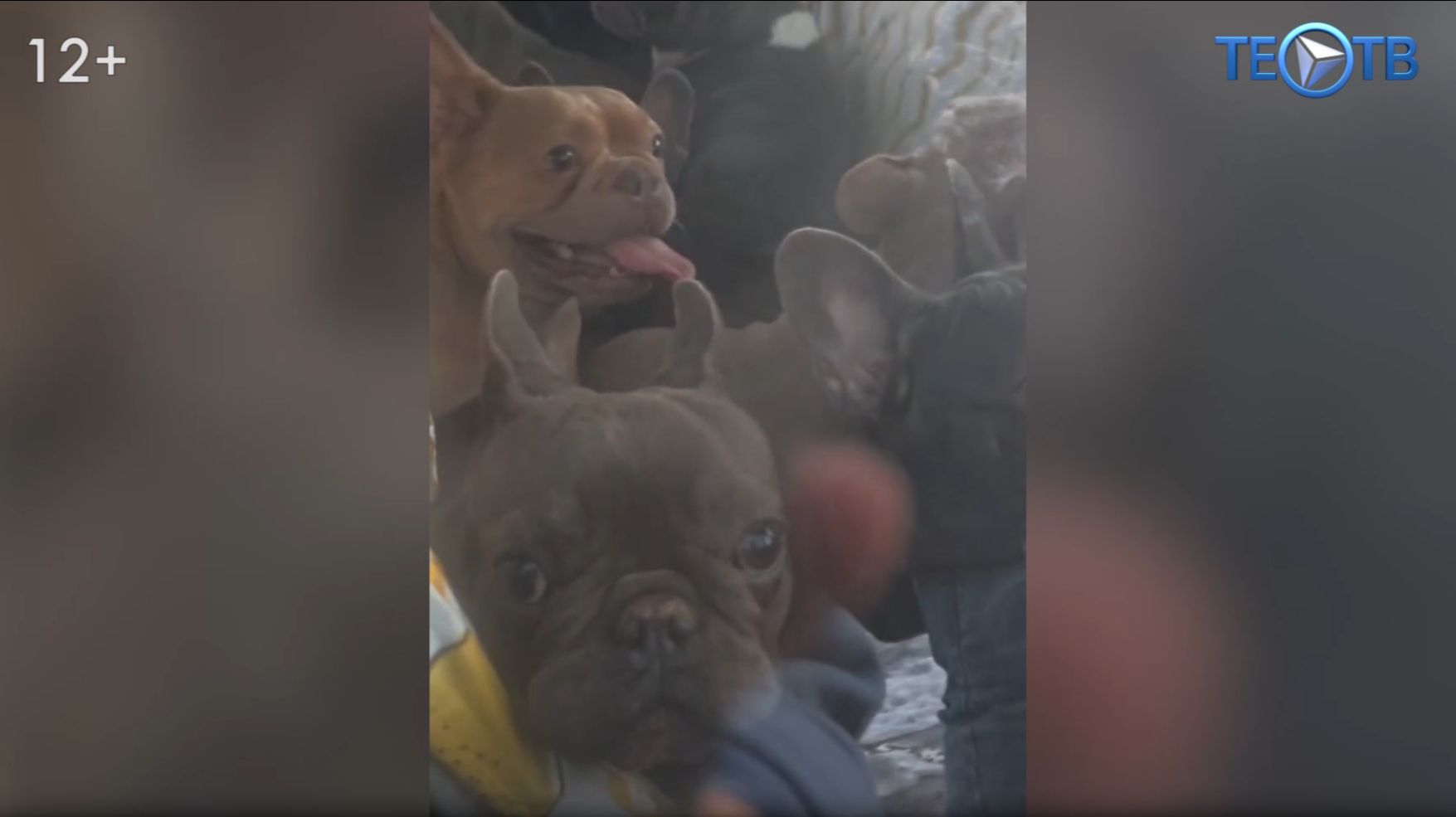 Изъять чтобы спасти: новые меры защиты для домашних питомцев