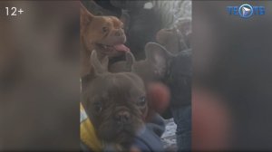 Изъять, чтобы спасти: новые меры защиты для домашних питомцев