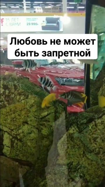 ротполныйцемента запретнаялюбовь