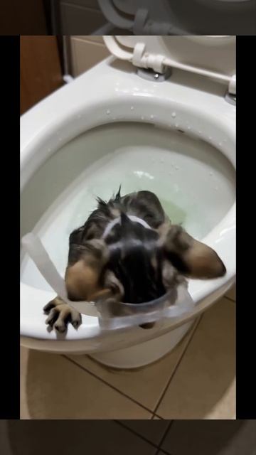 #лол, #рофл, #мем, #анекдоты, #стендап, #фейл, #лигаплохихшуток, #юмор_из_жизни, #мемчик,