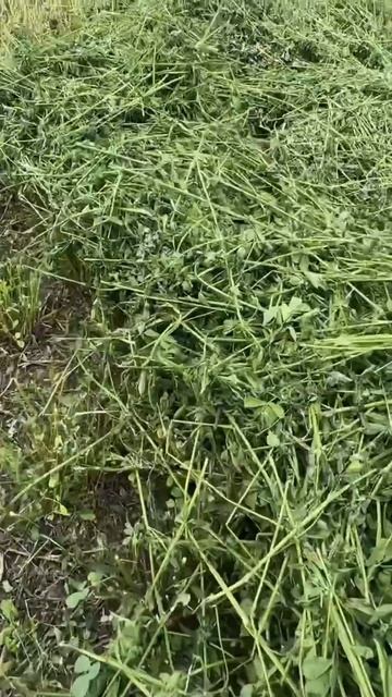 #зоотехния #молочноеживотноводство #молочнаяферма #крс #коровник #агромаркет #сенаж #кормозаготовка