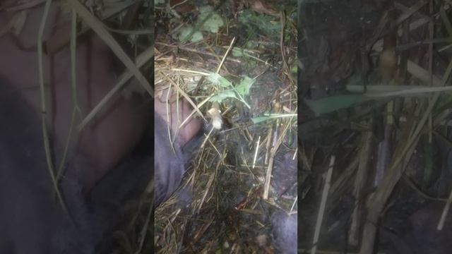 Крольчата на второй день