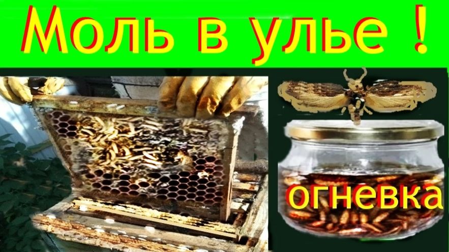 Пчелы.Моли -НЕТ .100%.Но есть и польза от моли🐝🐝...